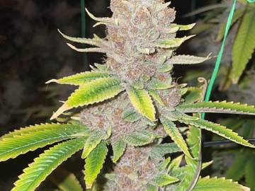 Sell: King Sherb (Made Under Pressure Genetics cut)