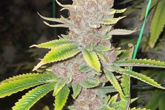 Vente: King Sherb (Made Under Pressure Genetics cut)