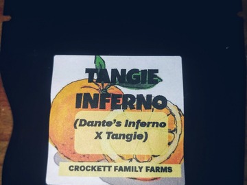 Venta: Tangie Inferno! Breeder pack By Crockett Family Farms