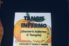 Venta: Tangie Inferno! Breeder pack By Crockett Family Farms