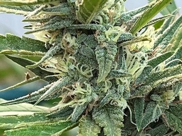 Vente: Maui Mango Lemon Thai Haze