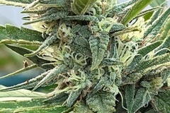 Vente: Maui Mango Lemon Thai Haze