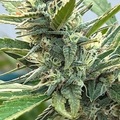 Venta: Maui Mango Lemon Thai Haze