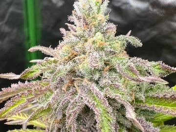 Vente: Skamania Skunk  feminized