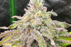 Vente: Skamania Skunk  feminized