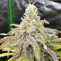 Venta: Skamania Skunk  feminized