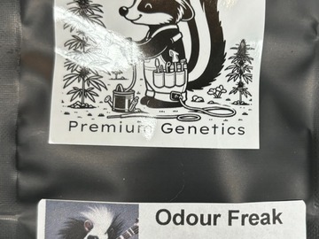 Sell: Odour Freak  (GMO x Gorilla Roadkill Skunk)