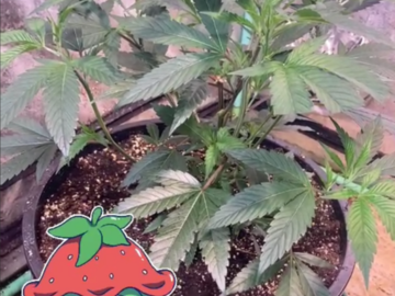 Vente: StrawNana Skunk