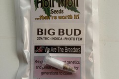 Venta: 6 FEMINIZED BIG BUD SEEDS