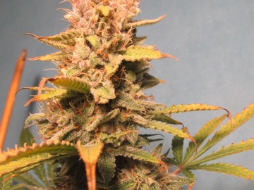 Auction: (AUCTION) Purple Punch Auto Fem 10 seeds