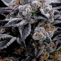 Vente: Black Cherry Gelato