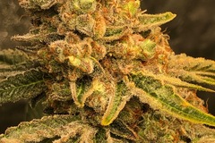 Vente: Strawberry donut x (RS 11 x Kahlifa Mintz Sherb breath)