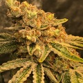 Vente: Strawberry donut x (RS 11 x Kahlifa Mintz Sherb breath)