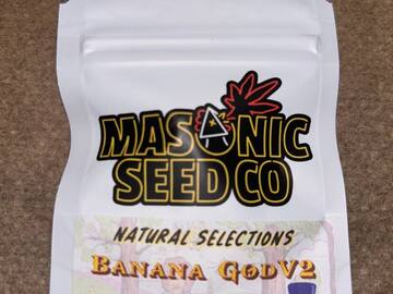 Venta: Masonic Seeds - Banana God V2