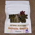 Vente: Masonic Seeds - Banana God V2