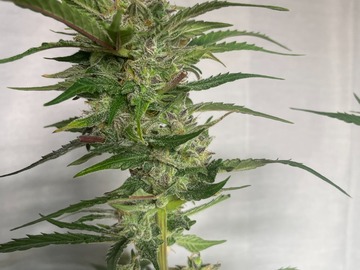 Vente: AK-47 Fem Auto 50pack 30TO CHOOSE FROM