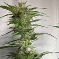 Vente: AK-47 Fem Auto 50pack 30TO CHOOSE FROM