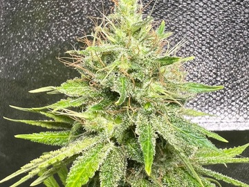 Sell: AK47 feminized