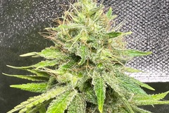 Venta: AK47 feminized