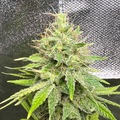 Sell: AK47 feminized