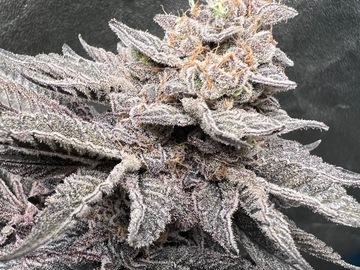 Vente: Peanut Butter Breath f2 regular