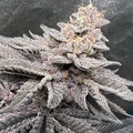 Venta: Peanut Butter Breath f2 regular