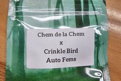 Sell: Chem de la Chem x Crinkle Bird - 10 AUTO FEMS