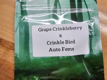 Venta: Grape Crinklebery x Crinkle Bird  - 10 AUTO FEMS