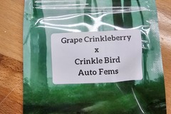 Venta: Grape Crinklebery x Crinkle Bird  - 10 AUTO FEMS