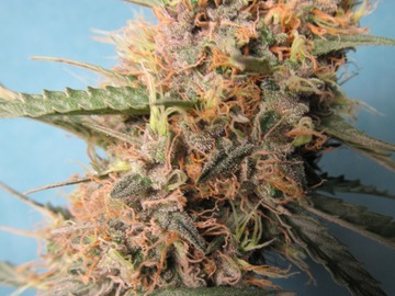 Auction: (AUCTION) Dos Si Dos Auto Fem 10 seeds