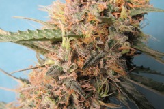 Auction: (AUCTION) Dos Si Dos Auto Fem 10 seeds