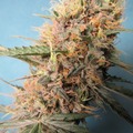 Auction: (AUCTION) Dos Si Dos Auto Fem 10 seeds