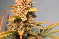 Enchères: (AUCTION) Purple Punch Auto Fem 10 seeds