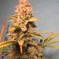 Auction: (AUCTION) Purple Punch Auto Fem 10 seeds