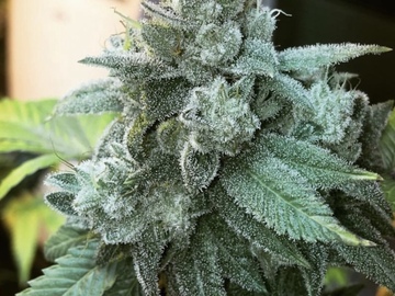 Vente: Sour Chem Dubb (Original Breeder Keeper clone)