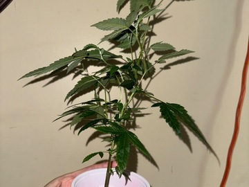 Venta: master kush so cal