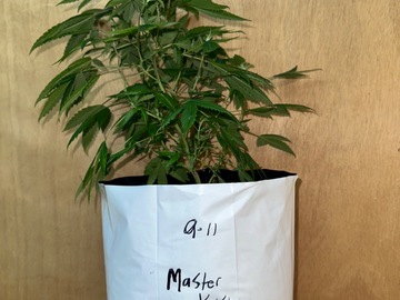 Sell: Master Kush (hemphill)