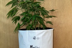 Vente: Master Kush (hemphill)