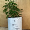 Vente: Master Kush (hemphill)