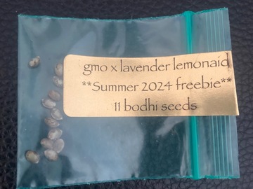 Subastas: GMO X Lavender Lemonade - Bodhi Seeds