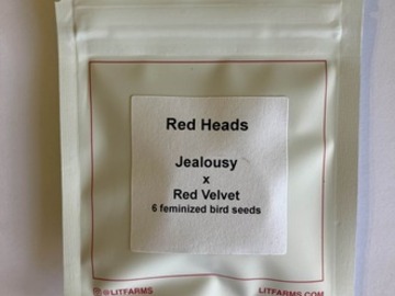 Subastas: (AUCTION) Red Heads from LIT Farms