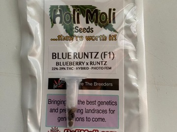 Vente: 6 FEMINIZED BLUE RUNTZ F1 SEEDS