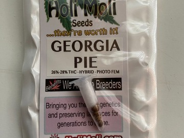 Vente: 6 FEMINIZED GEORGIA PIE SEEDS