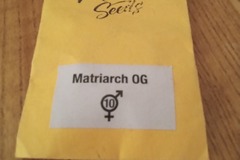 Venta: Mamiko Seeds- Matriarch OG