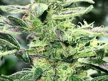 Vente: Sour Chem Dubb 34 (Chem #3 hybrid-10 feminized seeds per pack)