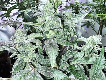 Venta: Chem #3 clone only