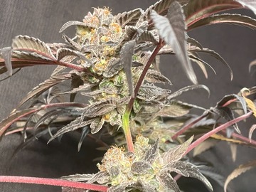 Venta: Hindu Kush x Jealousy Feminized Photoperiod 50Pack MIX&MATCH OK