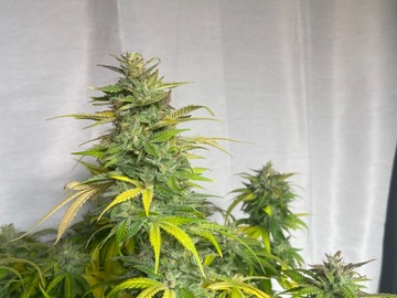 Vente: Wedding Cake x AK-47 Feminized Autoflower 50pack