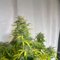 Sell: Wedding Cake x AK-47 Feminized Autoflower 50pack