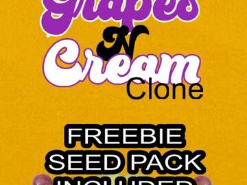 Vente: Grapes & Cream Clone with FREE pack of seeds (Your Choice)